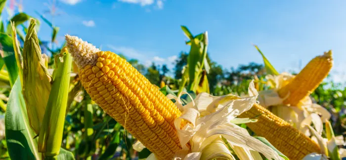 Corn Cultivation