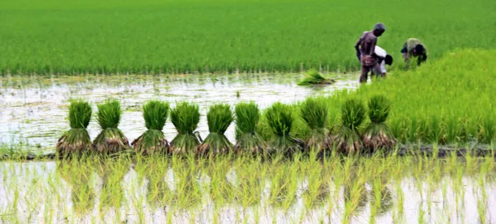 Agriculture
