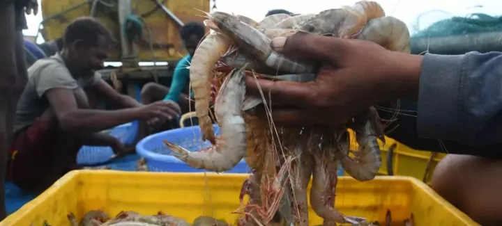 Seafood export