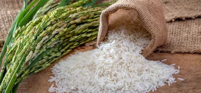 Rice