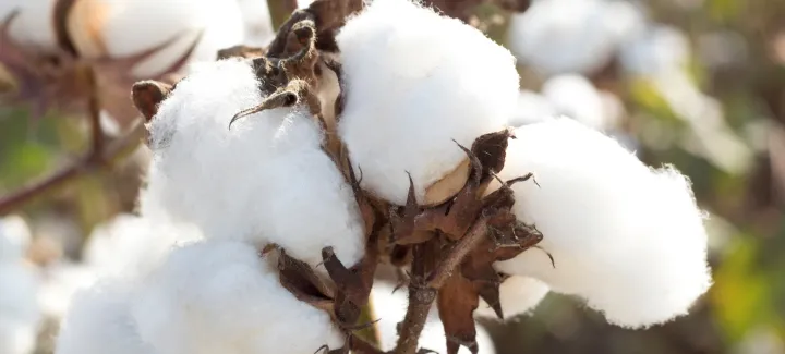 Cotton import