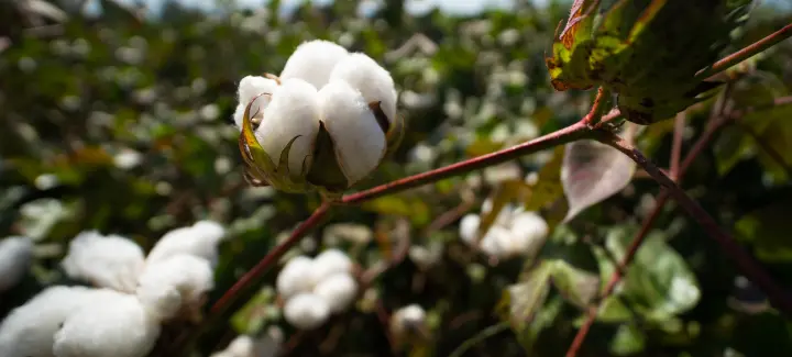 Cotton