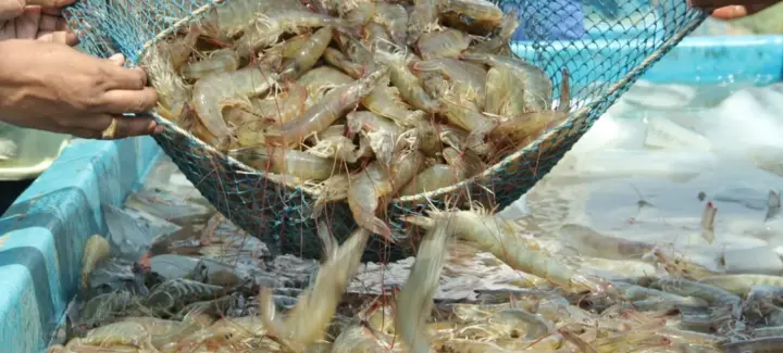 Seafood